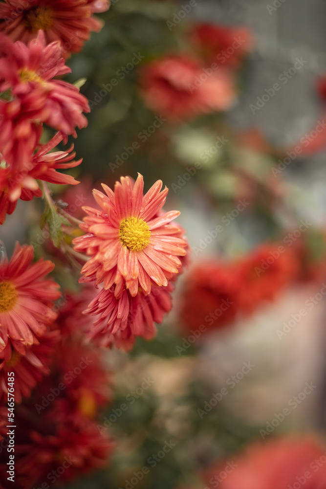 Photo of orange chrysanthemum flowers in the garden. Photo of orange chrysanthemum flowers in the garden.