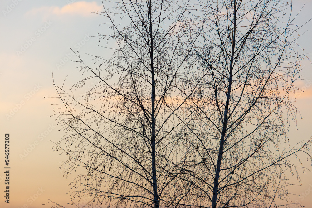 Bare tree branches in winter at sunset.