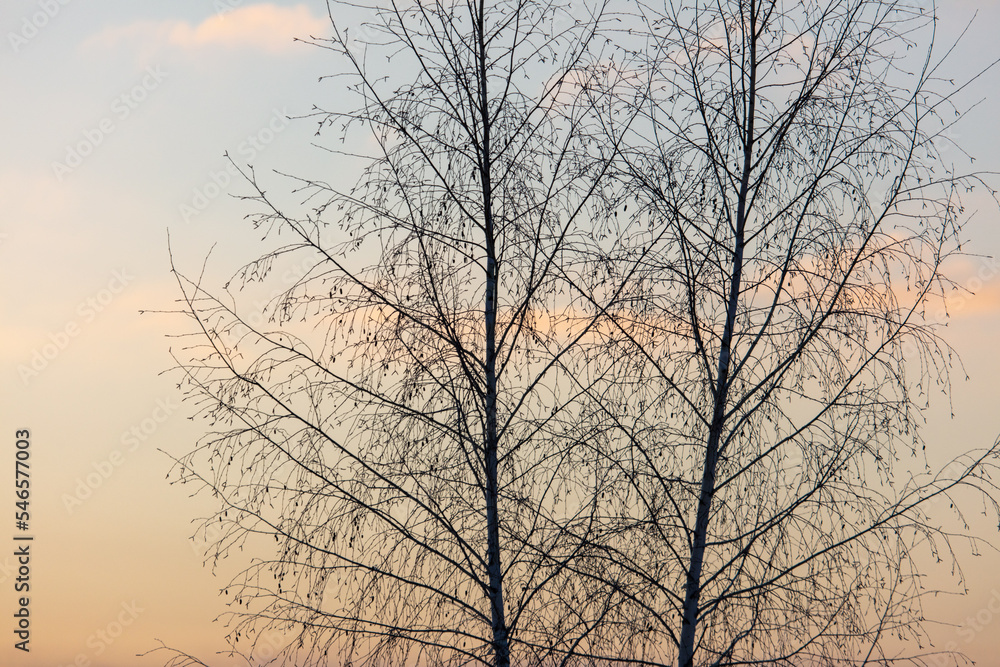 Bare tree branches in winter at sunset. Bare tree branches in winter at sunset.