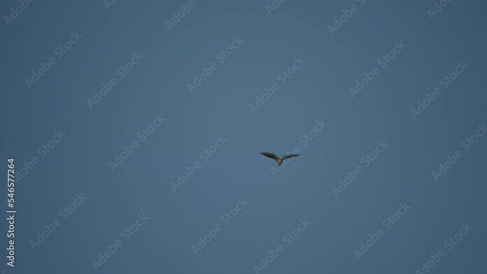 Bird flying slow motion on sky background Bird flying slow motion on sky background