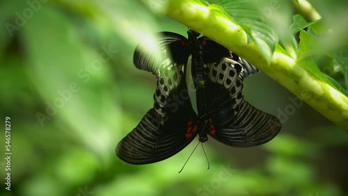 Maniola jurtina, close-up video. Two male and female butterflies are performing a mating ritual. perched on a tree branch.	 photo