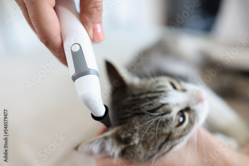 Veterinarian examines cat in veterinary clinic. Pet medical examination and pet health care concept.