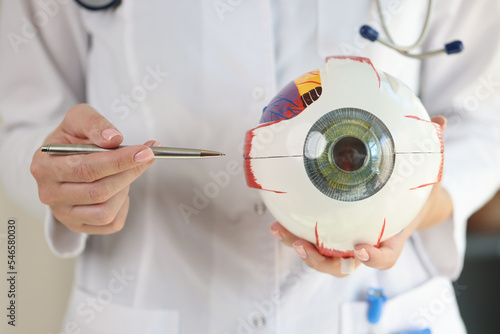 Ophthalmologist doctor holds part of anatomical model of eye close up. photo