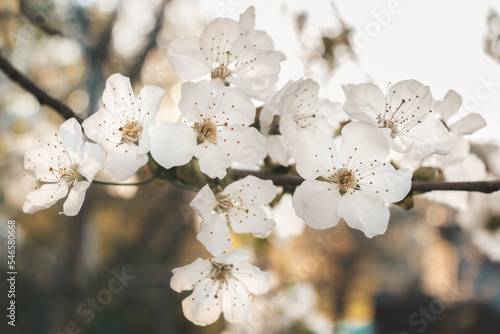 Kwiaty na drzewie - drzewa wiśni jak w Japonii