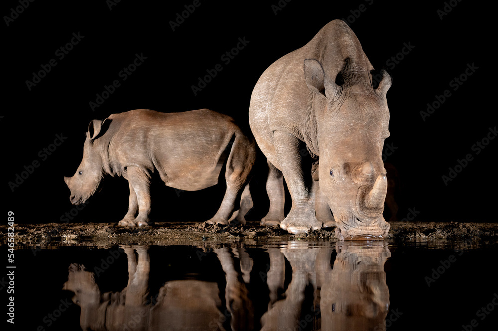 Southern white rhino at a waterhole