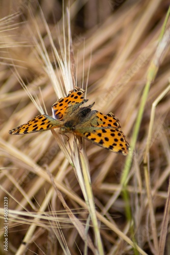 High-angle vertical macro shot of an Asian comma butterfly on a wild plant photo