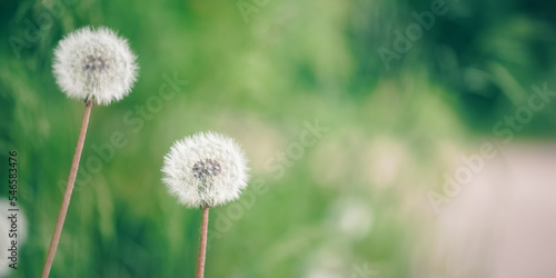Beautiful spring banner with fluffy dandelion on a blurred green background. Selective focus.
