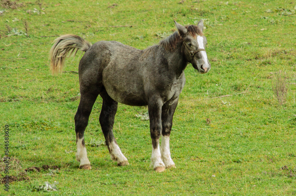 cheval gris au milieu du pré
