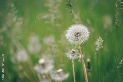 Fluffy dandelion on a blurred green background. Selective focus. Beautiful spring nature background.