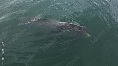 A huge whale emerges from under the water and breathes air. photo