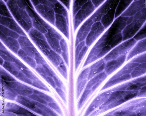 Cabbage leaf in neon light. cabbage texture