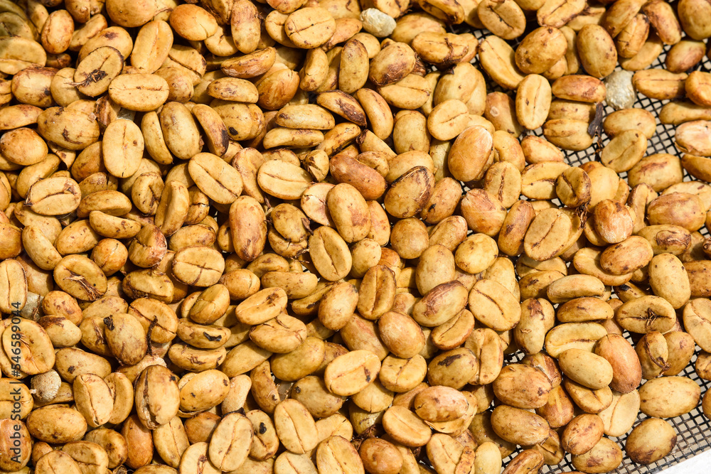 Arabica And Robusta Raw Coffee Beans in Kalimpong Arabica And Robusta Raw Coffee Beans in Kalimpong