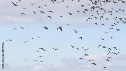 Flock of Geese Flying During Autumn Migration, Wide shot
