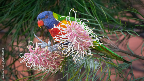 Canvastavla Rainbow lorikeet (Trichoglossus moluccanus) feeding on  a flower, Sydney, Austra