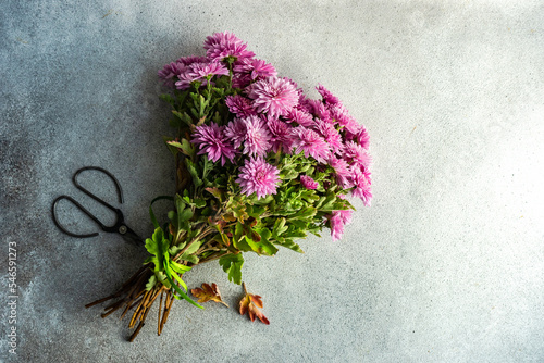 Autumnal purple Chrysanthemum flowers photo