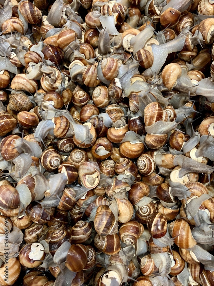 Container with snails on the market Container with snails on the market