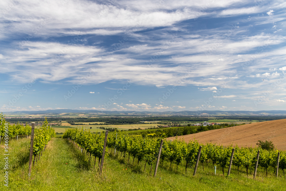 Fototapeta premium Vineyards near Polesovice, Southern Moravia, Czech Republic