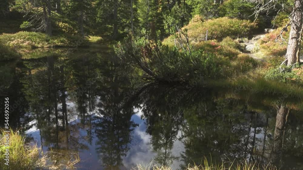 green swamp at the beautiful sunny forest