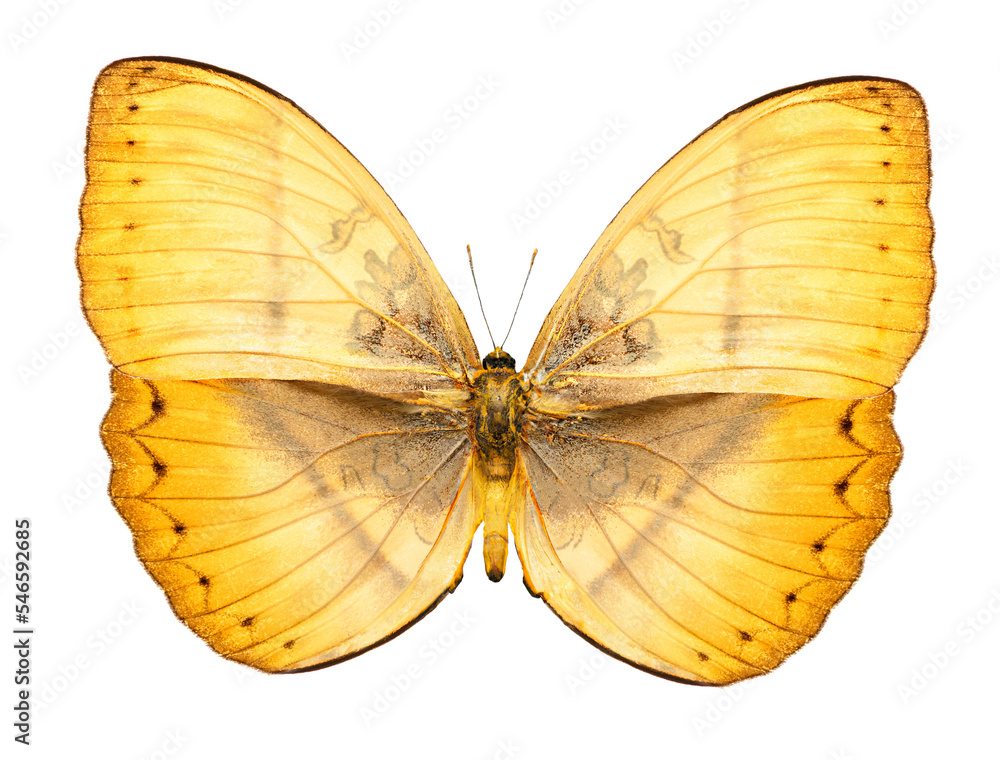 Fototapeta premium yellow tropical butterfly isolated, png