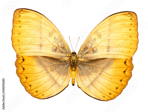 Photography yellow tropical butterfly isolated, png