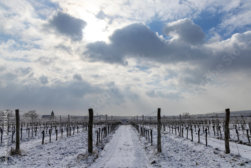 Winter vineyard near Hnanice, Znojmo region, Southern Moravia, Czech Republic © Richard Semik