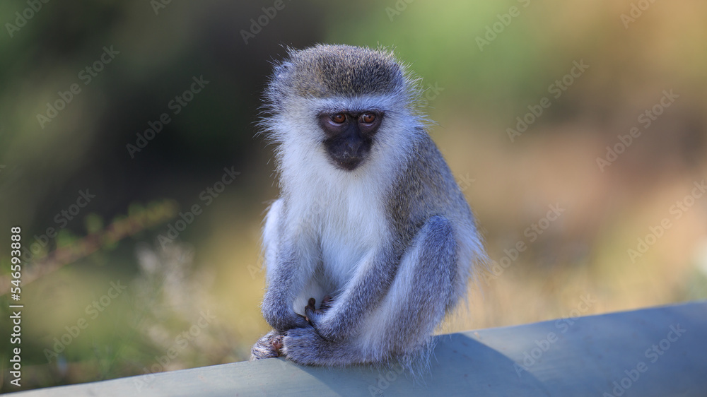 Obraz premium Grüne Meerkatze