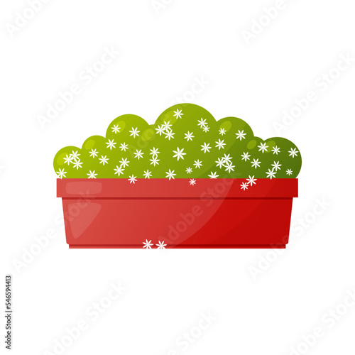 Small potted bush with white flowers in pot illustration. Cartoon drawing of plant in pot isolated on white background. Nature, decoration, gardening concept