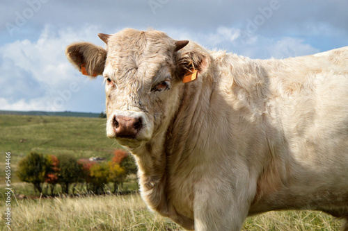 Nice young charolais bull in the meadow photo