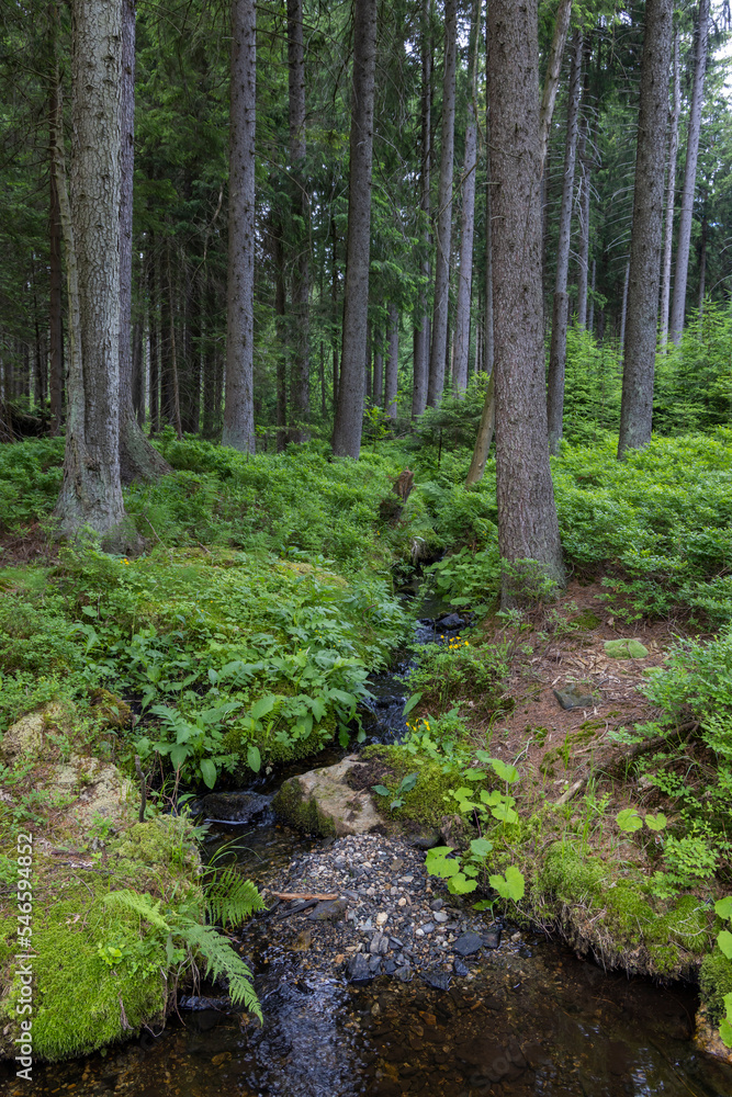 forest with stream in Jeseniky Mountains, Czech Republic forest with stream in Jeseniky Mountains, Czech Republic