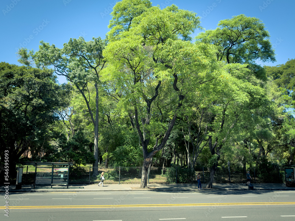 TREES IN PARK IN BUENOS AIRES TREES IN PARK IN BUENOS AIRES