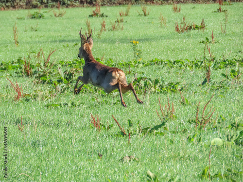 roe deer running across a field with all legs off the ground
