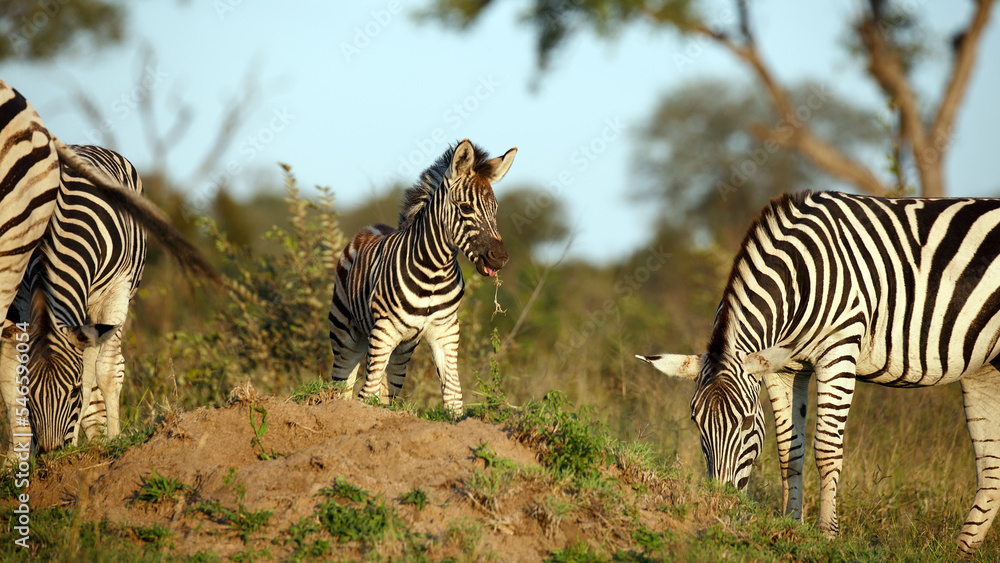 Obraz premium Zebra Baby