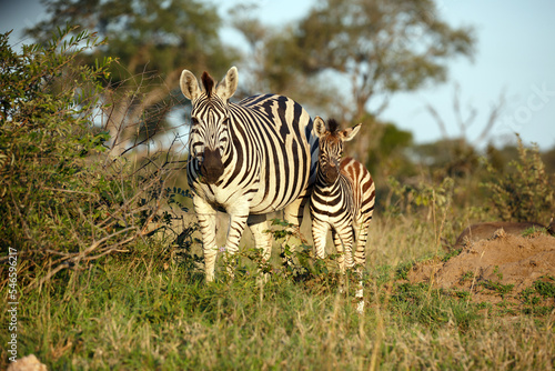 Zebra Baby