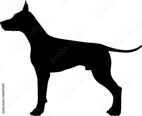 Photography Dog Silhouette Pet Animal