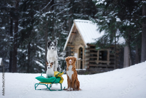 Photography three dogs on a sled in the winter in the forest