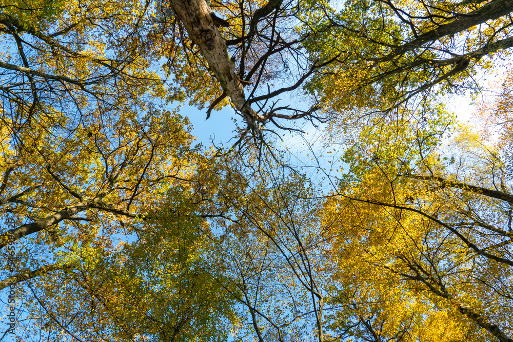 Bottom view of the treetops in the autumn forest. Autumn forest background. Trees with bright colored leaves, red-orange trees in the autumn park. The slow process of changing the state of nature Bottom view of the treetops in the autumn forest. Autumn forest background. Trees with bright colored leaves, red-orange trees in the autumn park. The slow process of changing the state of nature