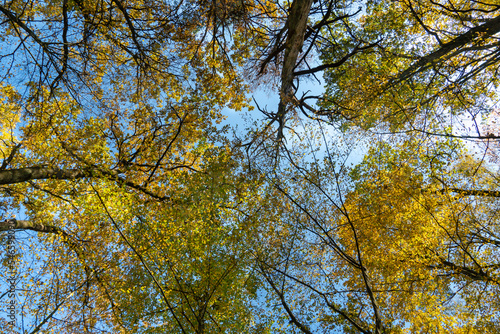Bottom view of the treetops in the autumn forest. Autumn forest background. Trees with bright colored leaves, red-orange trees in the autumn park. The slow process of changing the state of nature