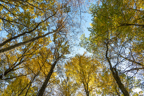 Bottom view of the treetops in the autumn forest. Autumn forest background. Trees with bright colored leaves, red-orange trees in the autumn park. The slow process of changing the state of nature