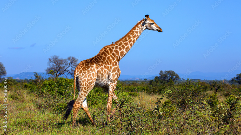 Obraz premium Giraffe