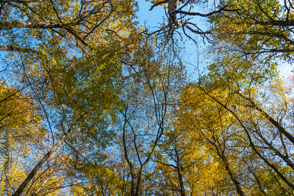 Bottom view of the treetops in the autumn forest. Autumn forest background. Trees with brightly colored leaves, red-orange trees in the autumn park. Colorful leaves and trees against the blue sky.