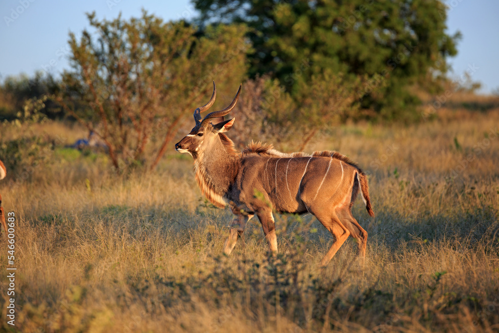Obraz premium Kudu Bock