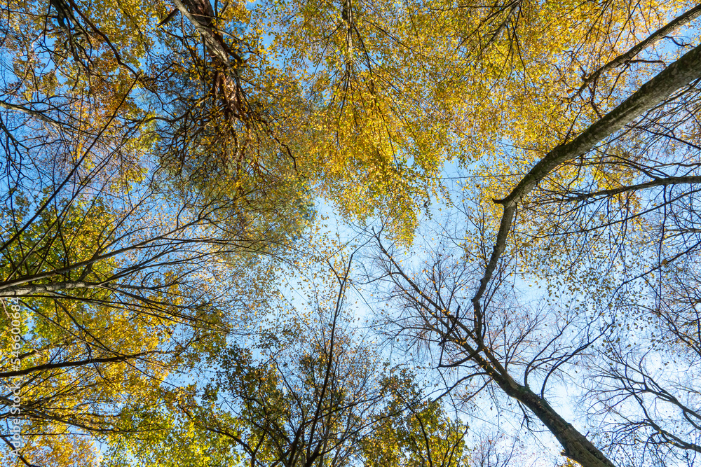 Bottom view of the treetops in the autumn forest. Autumn forest background. Trees with brightly colored leaves, red-orange trees in the autumn park. Colorful leaves and trees against the blue sky. Bottom view of the treetops in the autumn forest. Autumn forest background. Trees with brightly colored leaves, red-orange trees in the autumn park. Colorful leaves and trees against the blue sky.