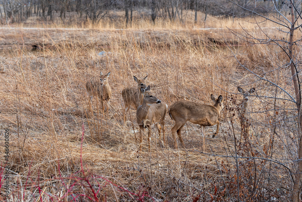 Fototapeta premium Urban White-tailed Deer Along The Trail In Spring In Wisconsin