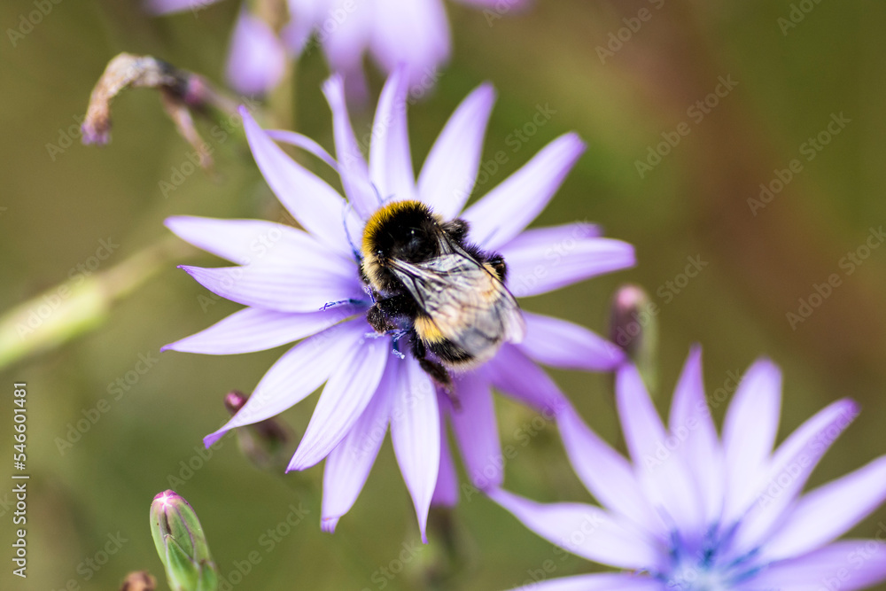 Macro shot of a bee pollinating on a purple flower Macro shot of a bee pollinating on a purple flower