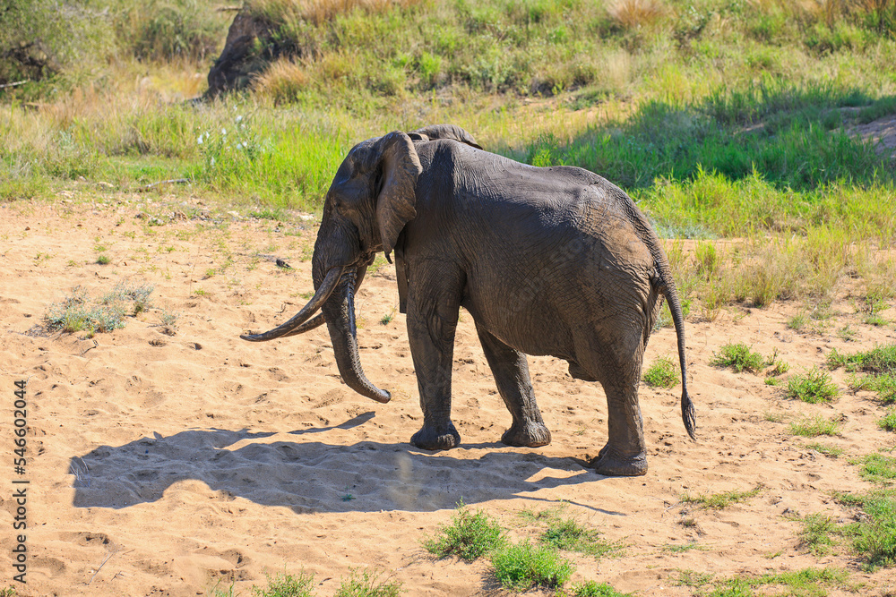 Obraz premium Elefantenbulle