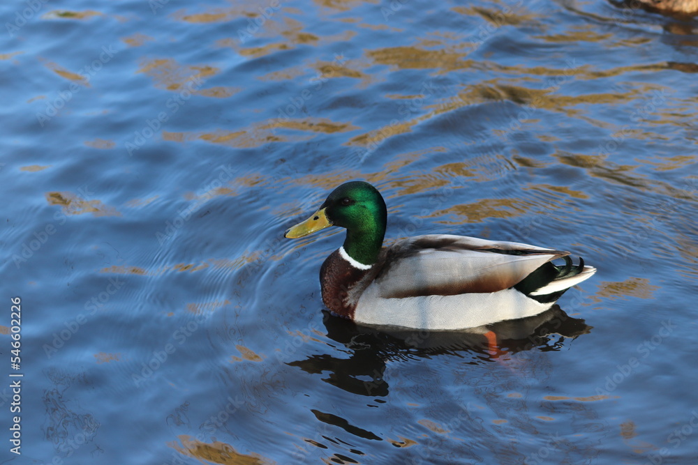Buoyant Mallards & Mandarin Ducks Buoyant Mallards & Mandarin Ducks