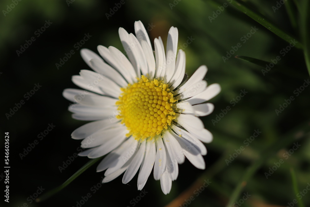 Fototapeta premium Springtime Flowers & Flora