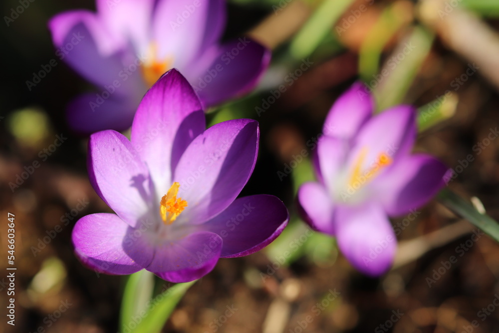 Springtime Flowers & Flora Springtime Flowers & Flora