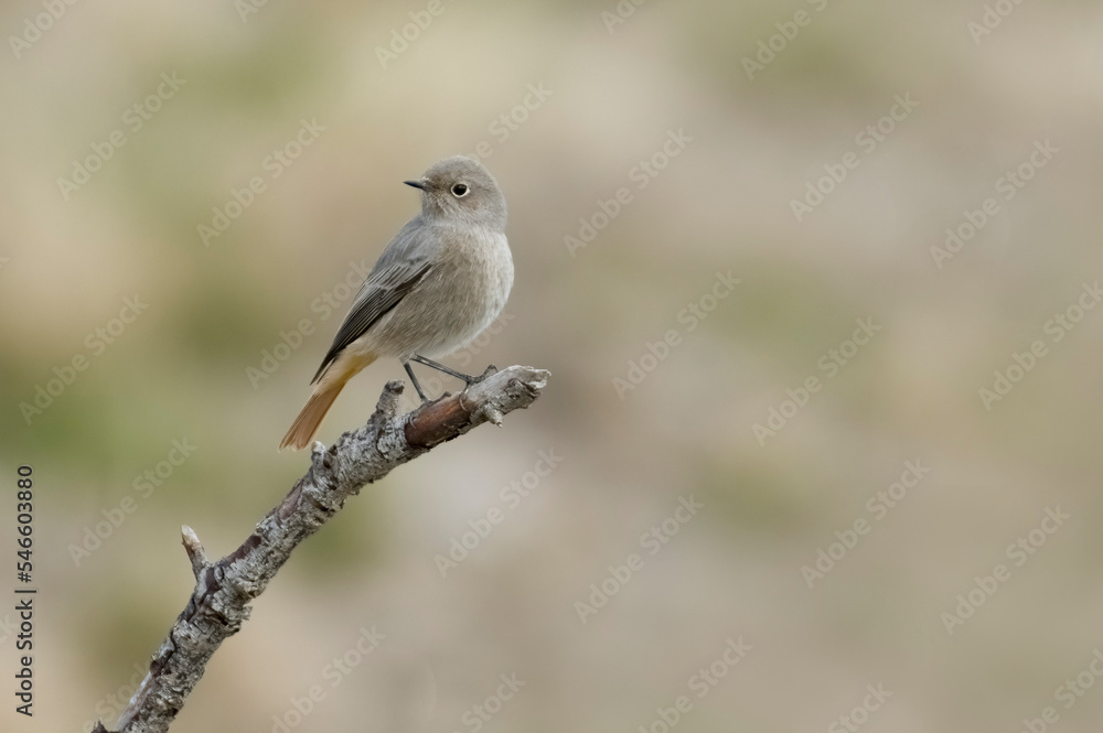Female Black redstart (Phoenicurus ochruros) standing on a dry branch against soft bokeh in the background - Cute animals - Italian Alps, Piedmont.