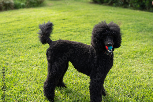 Black standard poodle in the park on green grass with a ball in his mouth. photo